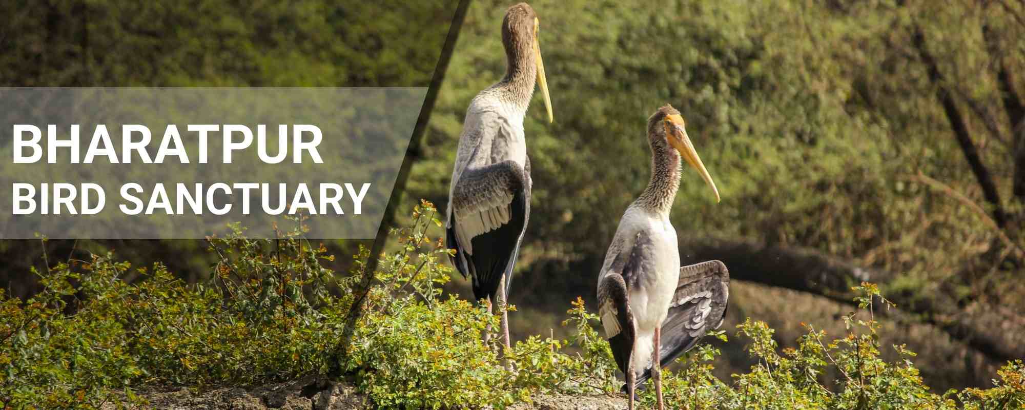 Bharatpur Bird Sanctuary